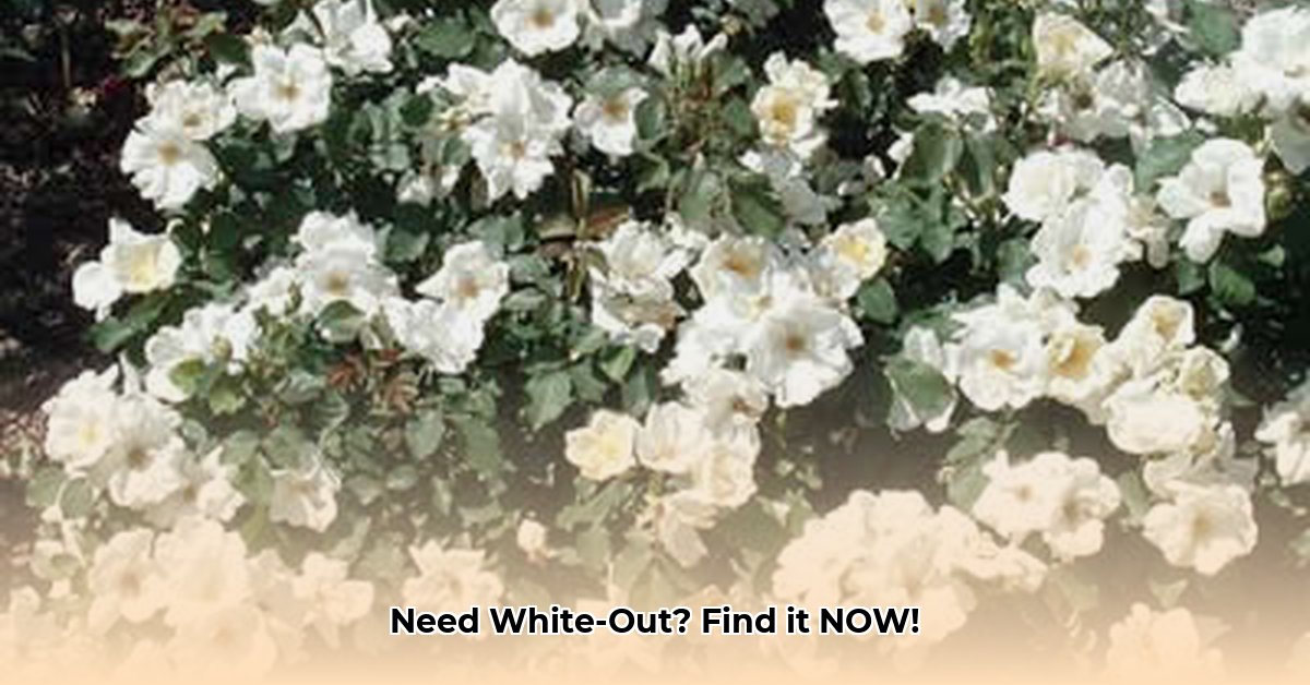 where-can-i-buy-white-out